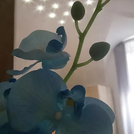 Casa Orchidea Apartment